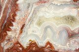 Polished Crazy Lace Agate Section - Mexico #323868-1